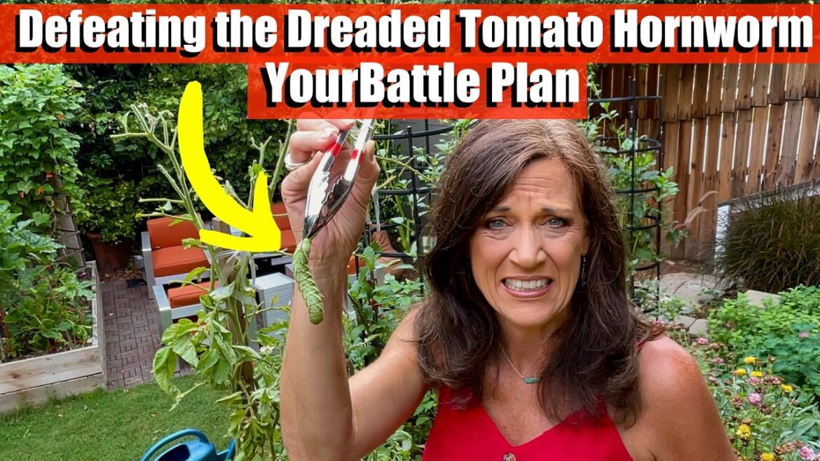 Defeating the Dreaded Tomato Hornworm: Your Battle Plan