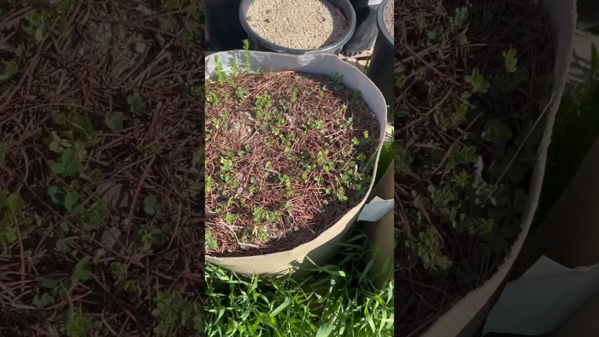 8 week grassroots fabric pots container garden experiment update with cover crops