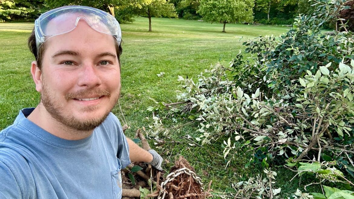 More Proven Winners Trial Shrubs (AND Removing Stubborn Viburnum) | The Southerner’s Northern Garden More Proven Winners Trial Shrubs (AND Removing Stubborn Viburnum) | The Southerner's Northern Garden