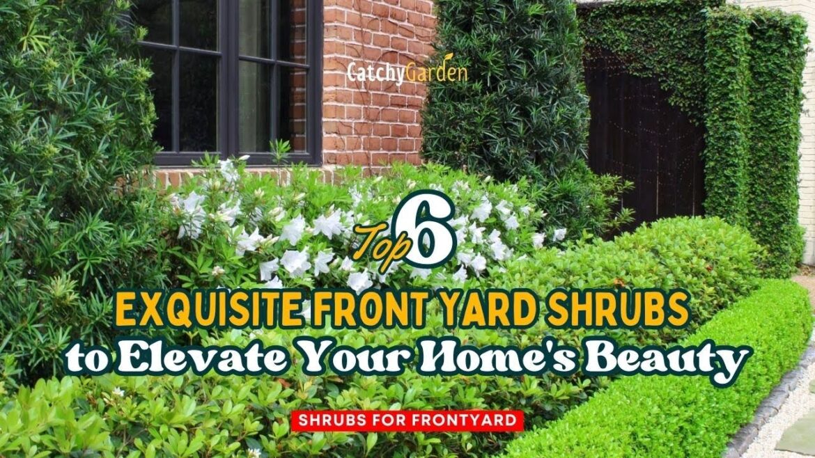 6 Exquisite Front Yard Shrubs to Elevate Your Home’s Beauty ๐บ๐ ๐ // Gardening Ideas 6 Exquisite Front Yard Shrubs to Elevate Your Home's Beauty ๐บ๐ ๐ // Gardening Ideas