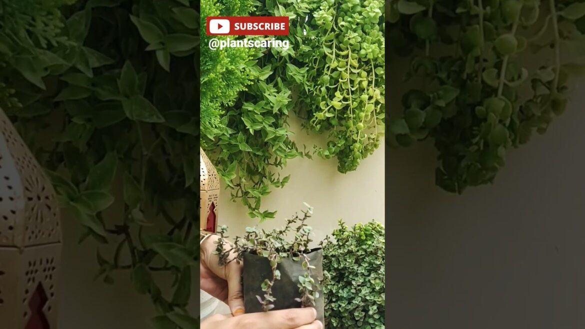 🌱 Gardening Tips for beginners - 3 | 🌿 गार्डनिंग के लिए ज़रूरी सुझाव 🍃 #shortvideo #decorwithplants