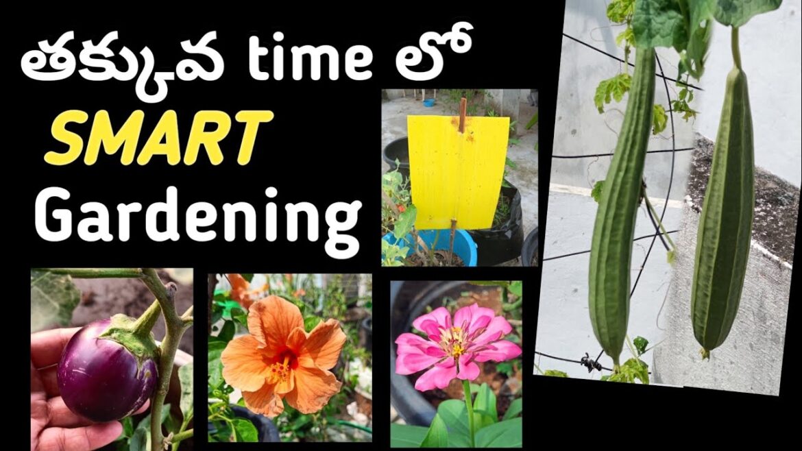 తక్కువ time లో smart gardening/ vegetable harvest/ gardening tips తక్కువ time లో smart gardening/ vegetable harvest/ gardening tips