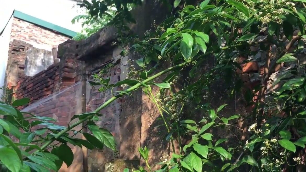 Gardening Hacks: Tips and Tricks for Every Gardener