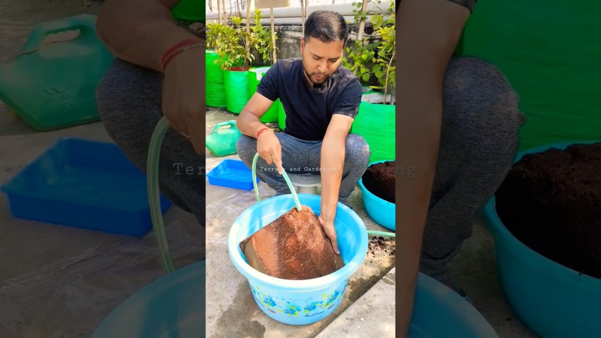 कोकोपीट इस्तेमाल करने का सही तरीका #shorts #gardening #cocopeat