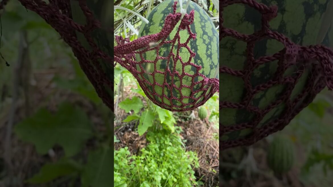 Amazing watermelon ๐ biger #epicgardening #fruit #vegetablegardening #gardening Amazing watermelon ๐ biger #epicgardening #fruit #vegetablegardening #gardening