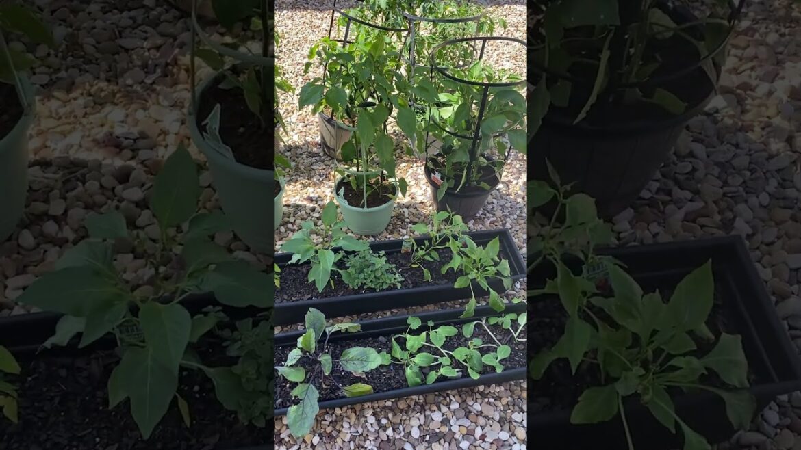 Whats Growing on at your RV? RV Container Gardening Quick and Easy