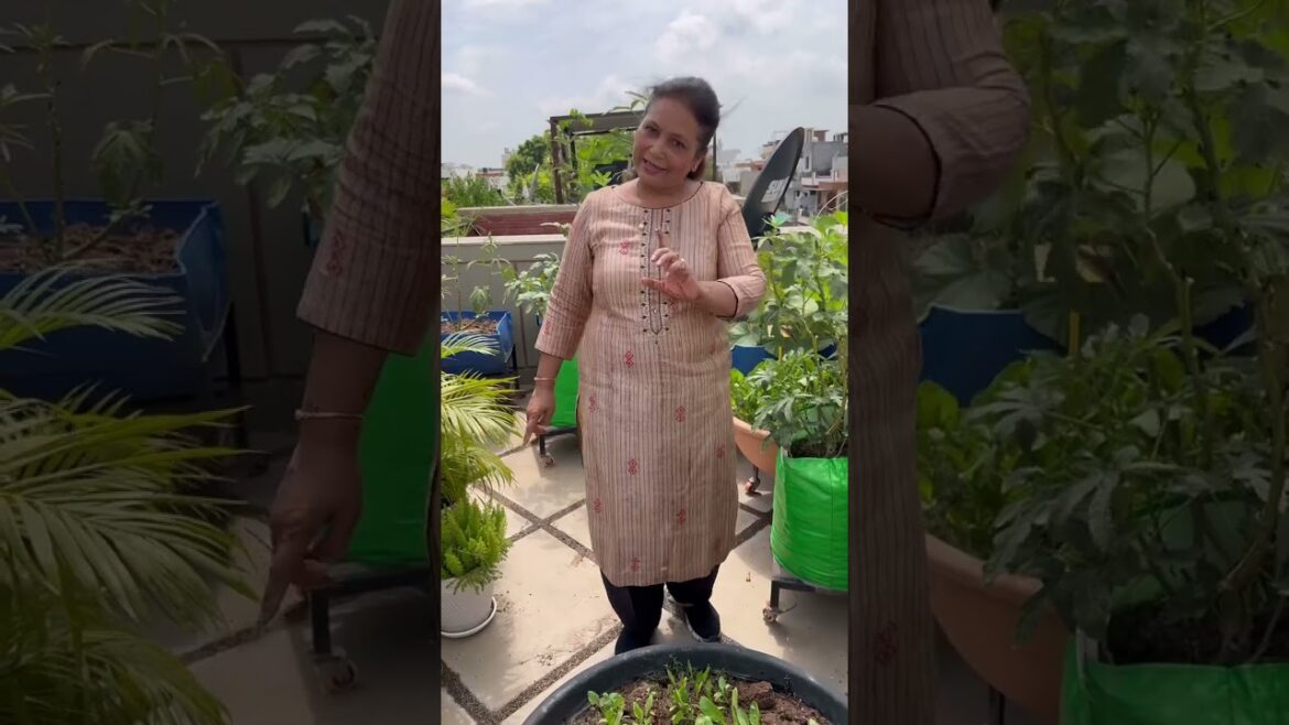 पालक की दूसरी अपडेट ।terrace gardening | palak kaise ugaye | terrace garden kaise banaen पालक की दूसरी अपडेट ।terrace gardening | palak kaise ugaye | terrace garden kaise banaen
