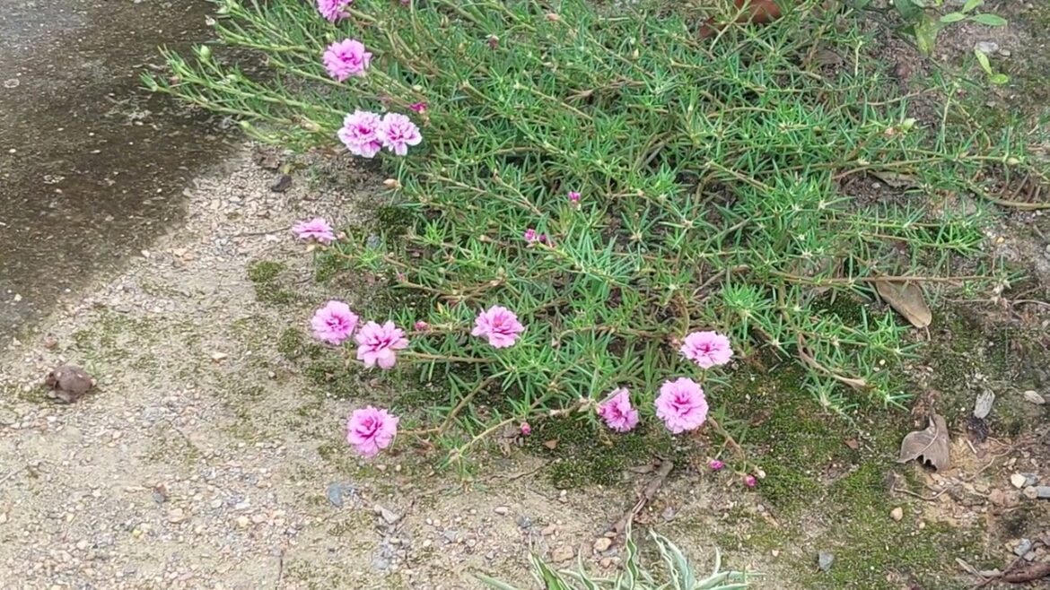 Gardening in the Sunshine: Tips and Tricks