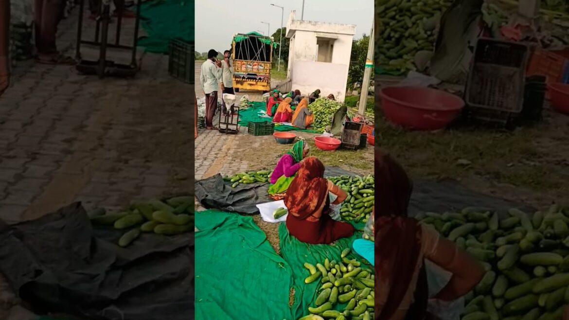 #shortvideo #vegetablegardening #vairal #urbanagriculture #vegetable #cucumbertree #shortsfeed