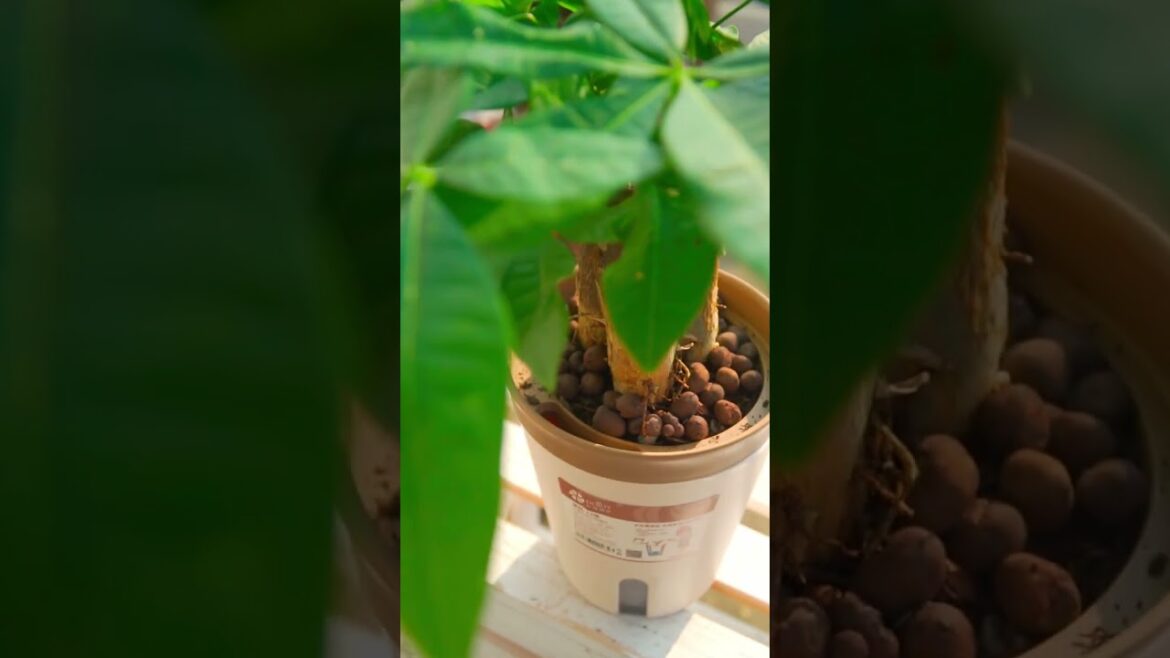 Lazy self-absorbing plant pot