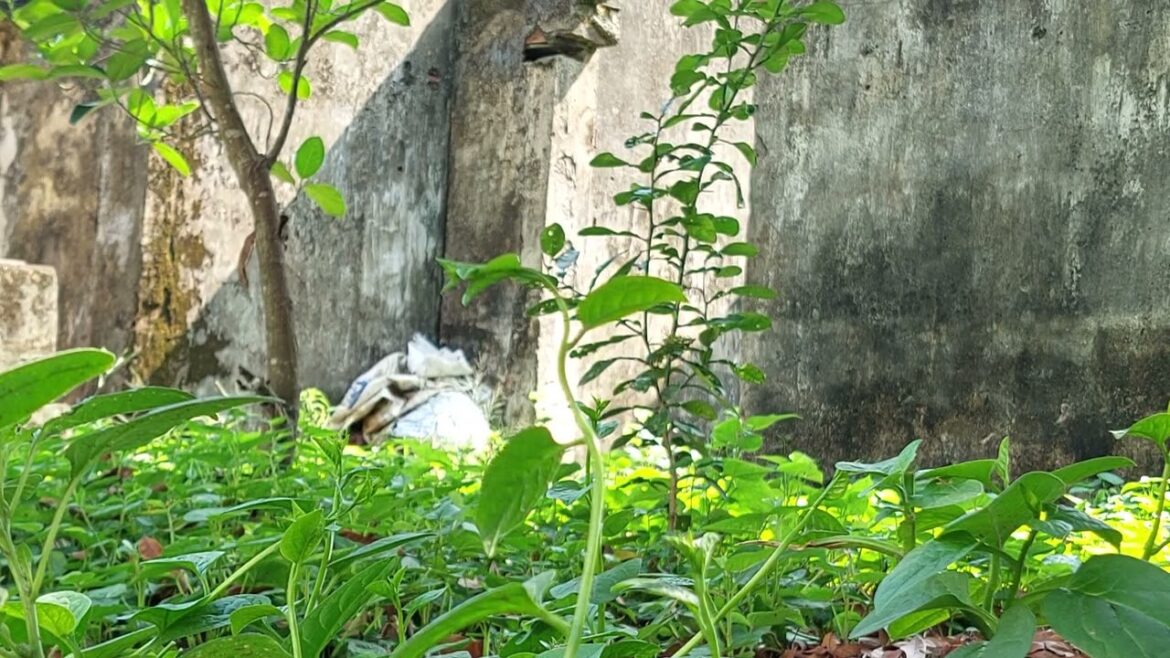 Container Gardening: Beauty in Small Spaces