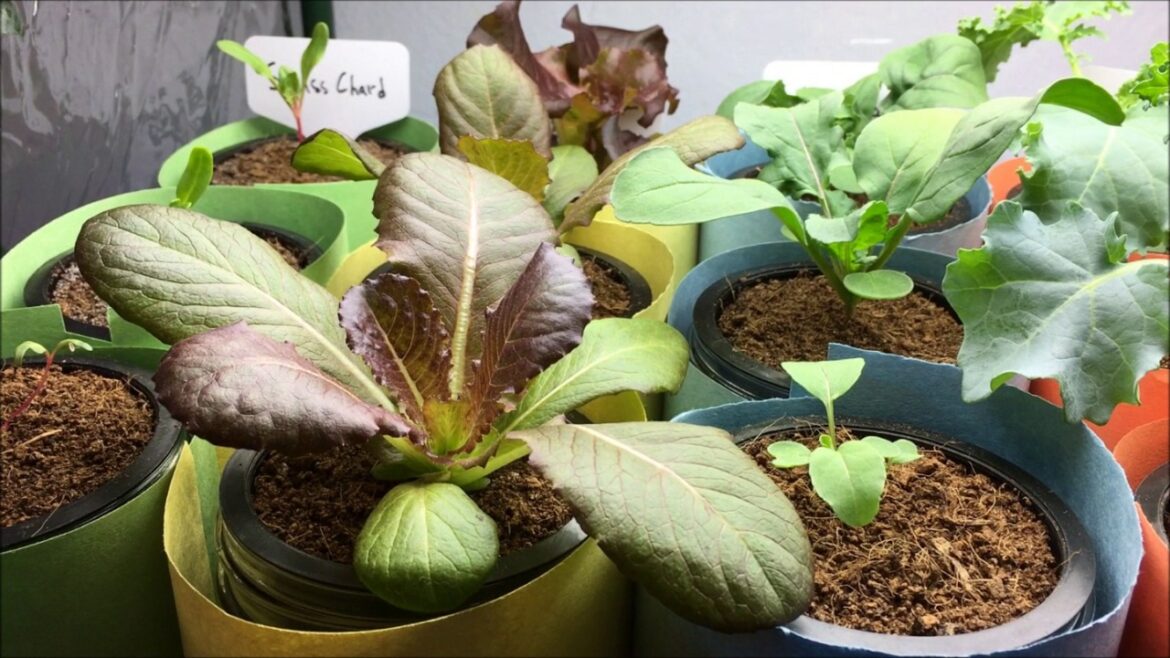 Grow With Me Hydroponic Edible Garden (Arugula, Kale, Lettuce, Swiss Chard) Day 22