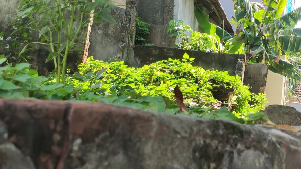 Container Gardening for Small Spaces: Big Ideas