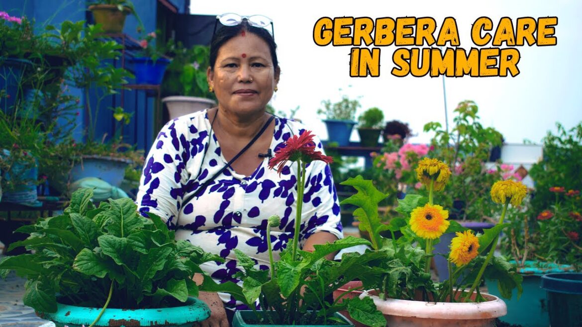 How to care for Gerbera Plant in Summer? नेपाली Garden Tips I Nepali Gardening Ideas