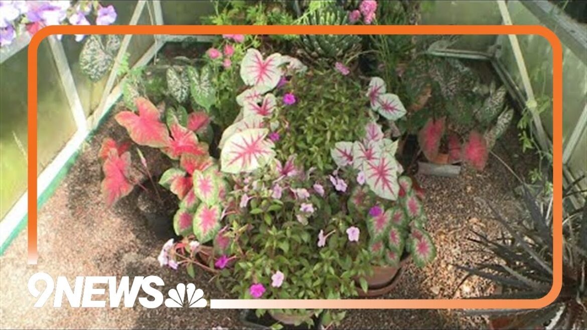 Great plants for the late summer garden Great plants for the late summer garden