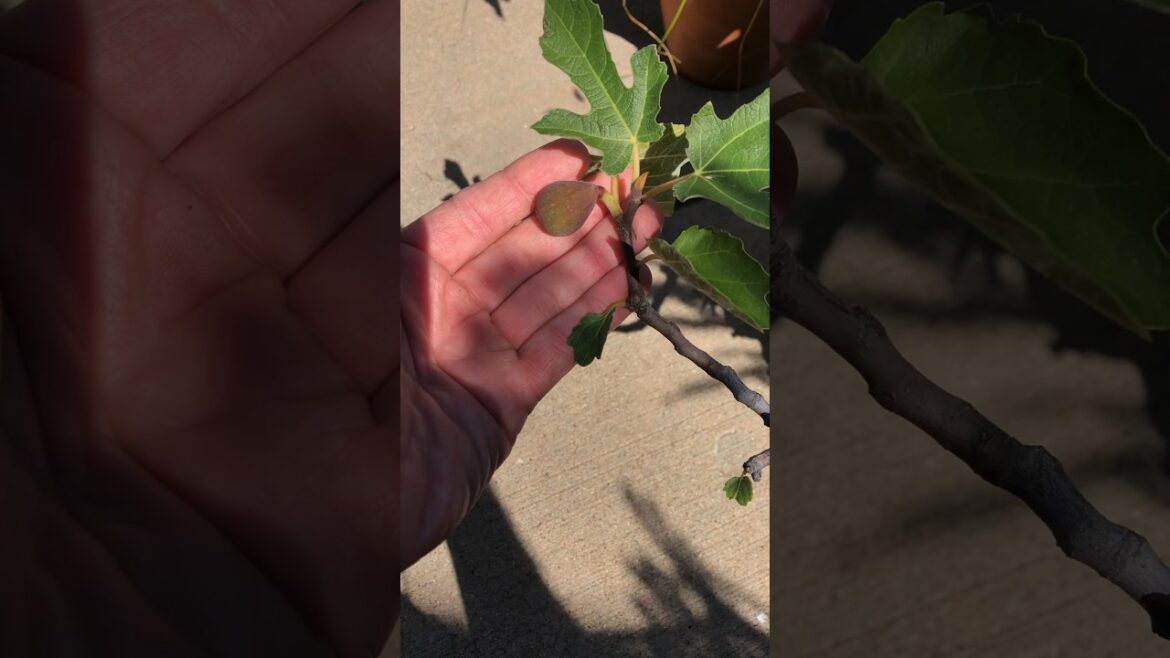 Fig plant update. Early August Zone 5b. #gardening #garden #figtree #figs #vegetablegardening