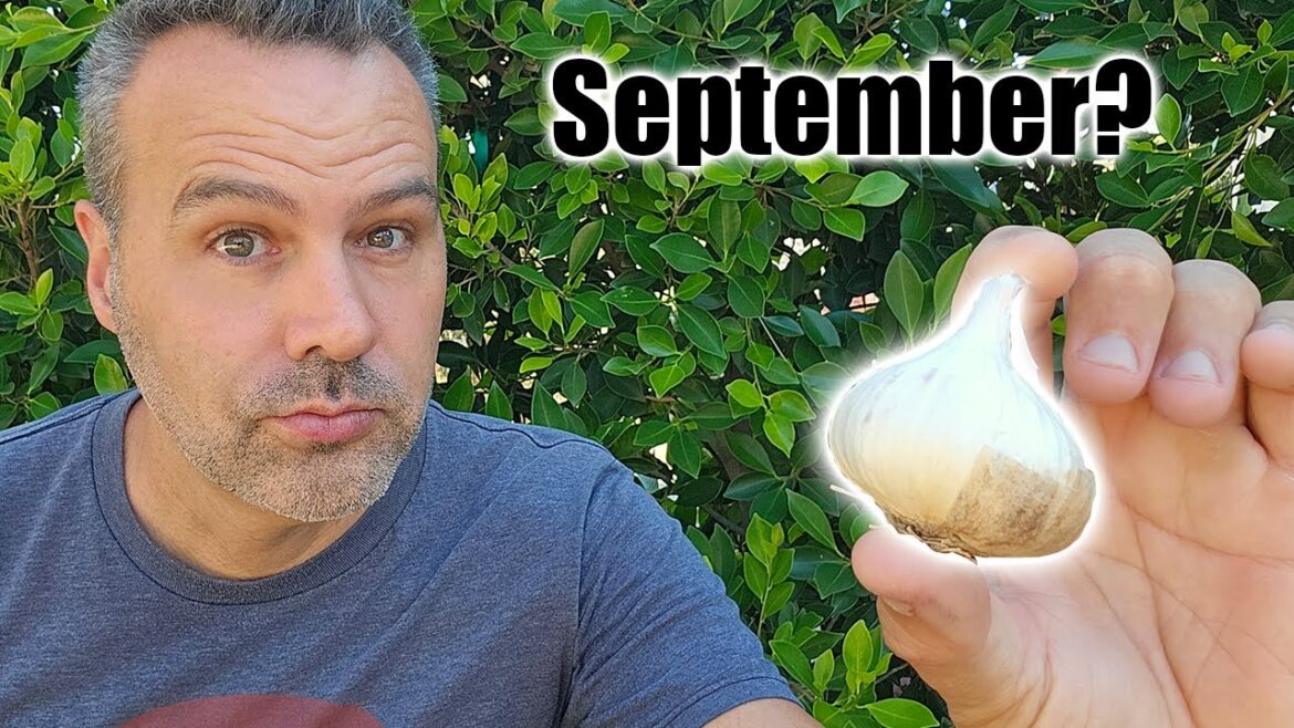 California Garden TV: Where Should You Plant Garlic in September? Where Should You Plant Garlic in September?