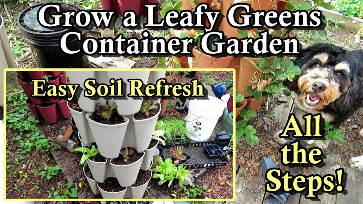 Planting a September & Fall Leafy Greens Lettuce Container Garden: Vertical Gardening All the Steps!