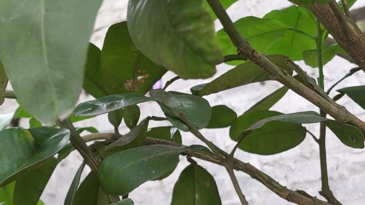 Gardening with Kids: Fun and Educational Activities