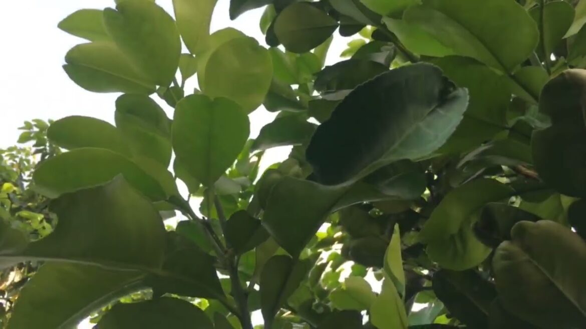 Gardening with Kids: Fun and Educational Activities