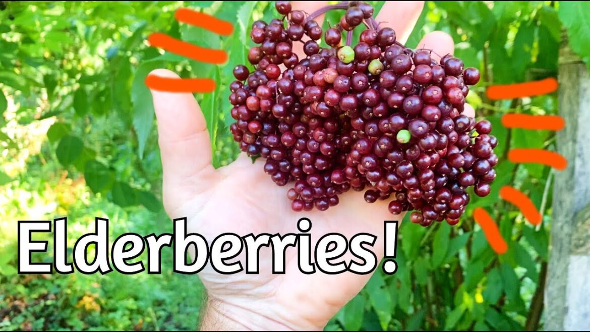 Elderberries!  Reviewing Varieties and Seedling Notes