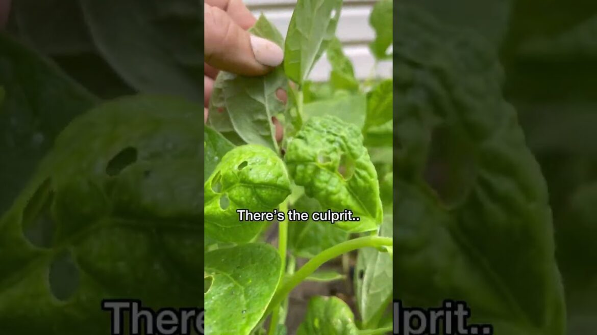 Helpful gardening tips! Helpful gardening tips!