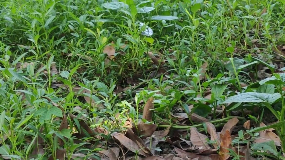 Gardening for Beginners: A Green Thumb's Guide