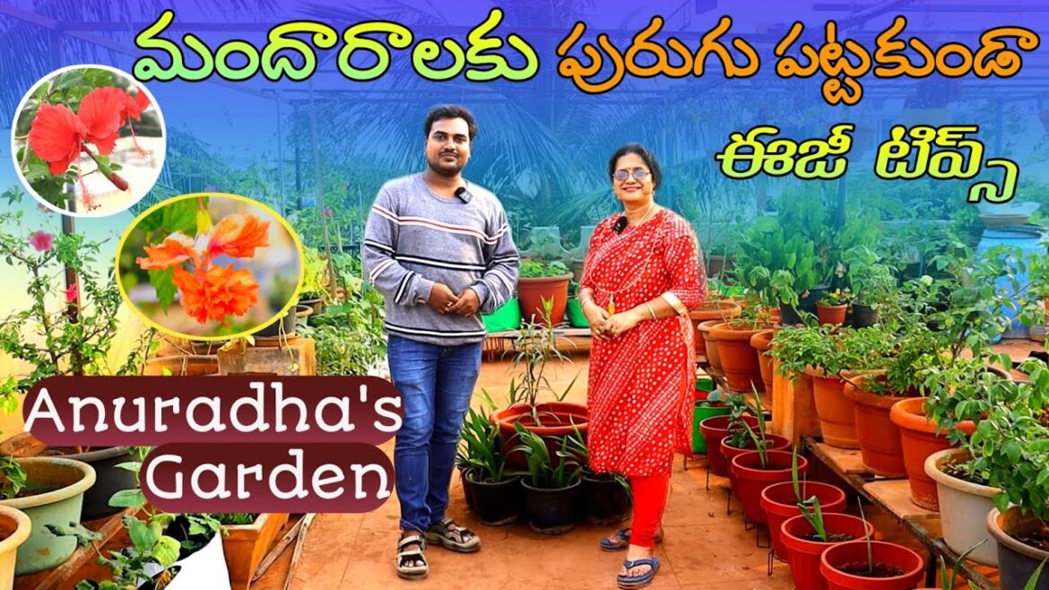 మందారాలకు పురుగు పట్టకుండా ఉండేందుకు ఈజీ టిప్స్ Anuradha's garden #hibiscus #tips #plants