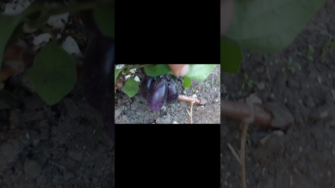 Checking my eggplant at the backyard garden #shorts