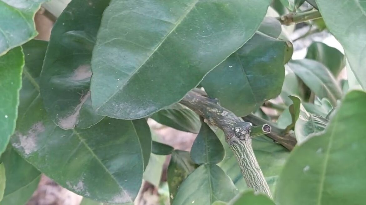 Sustainable Gardening: Eco-Friendly Practices in My Yard