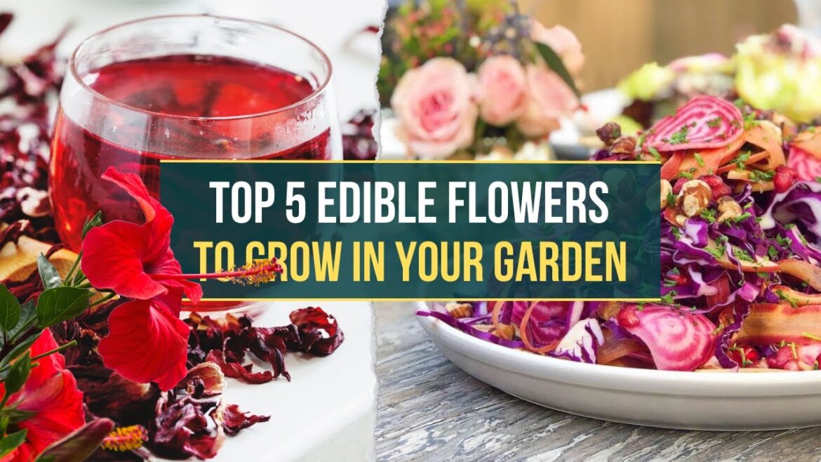 The Edible Flower Garden 🌺Top 5 Must-Have Varieties ✅ The Edible Flower Garden 🌺Top 5 Must-Have Varieties ✅