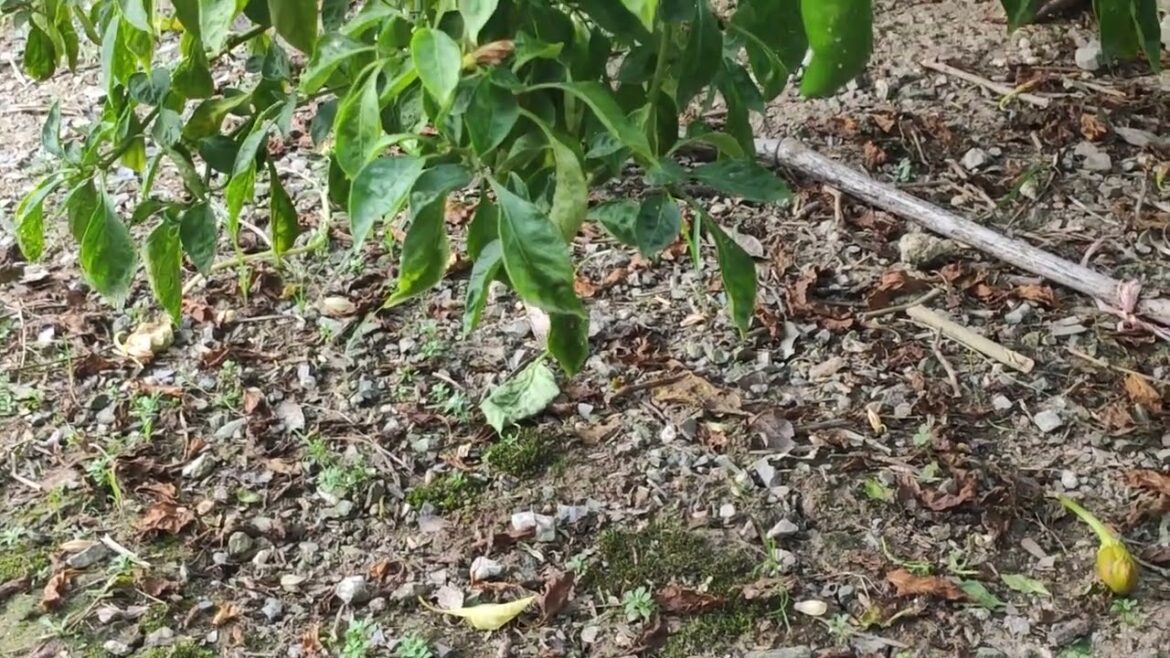 Year-Round Gardening: Seasonal Tips and Tricks