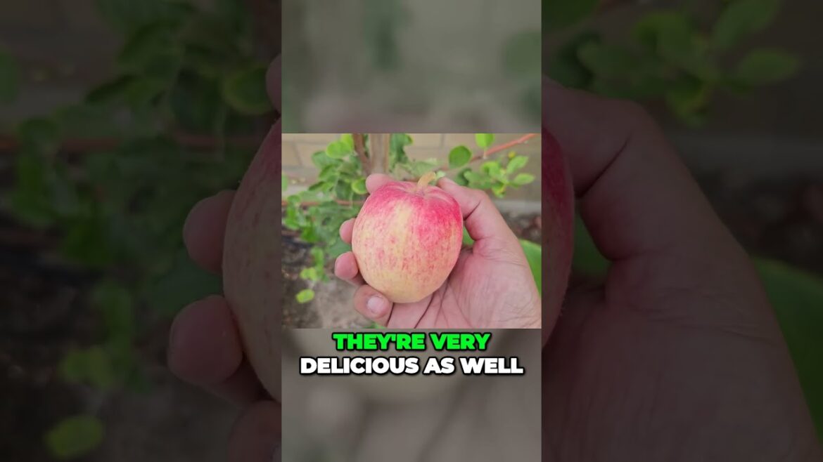 California Gardening: 🍏Harvesting Delicious Anna Apples from Our Flourishing Tree | Shorts 🍏Harvesting Delicious Anna Apples from Our Flourishing Tree | Shorts