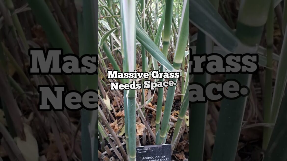 Peppermint Stick Privacy Screen #Bamboo Alternative