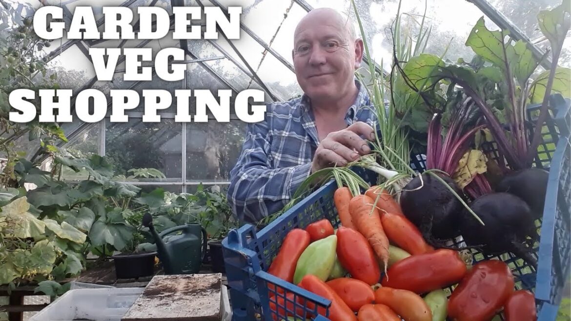 Garden Vegetable Shopping [Gardening Allotment UK] [Grow Vegetables At Home ]