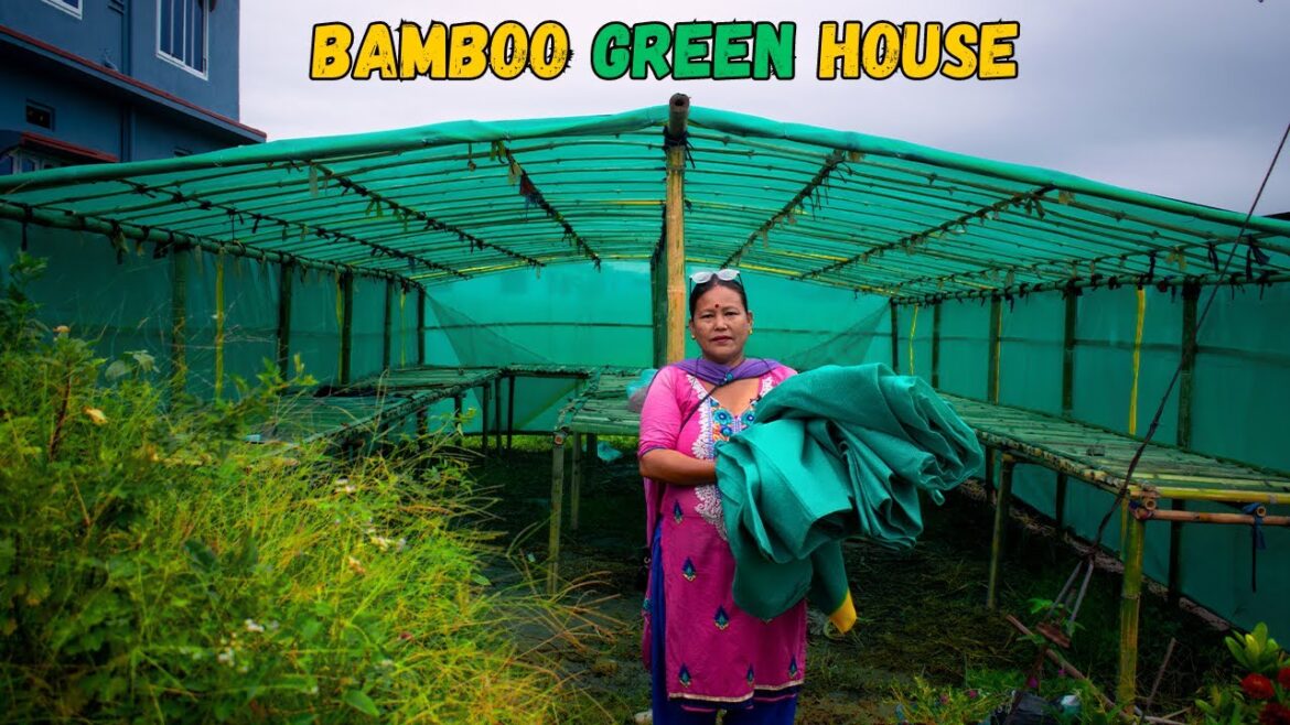 How to Make Bamboo Greenhouse on a Low Budget? Nepali Gardening Tips and Ideas How to Make Bamboo Greenhouse on a Low Budget? Nepali Gardening Tips and Ideas