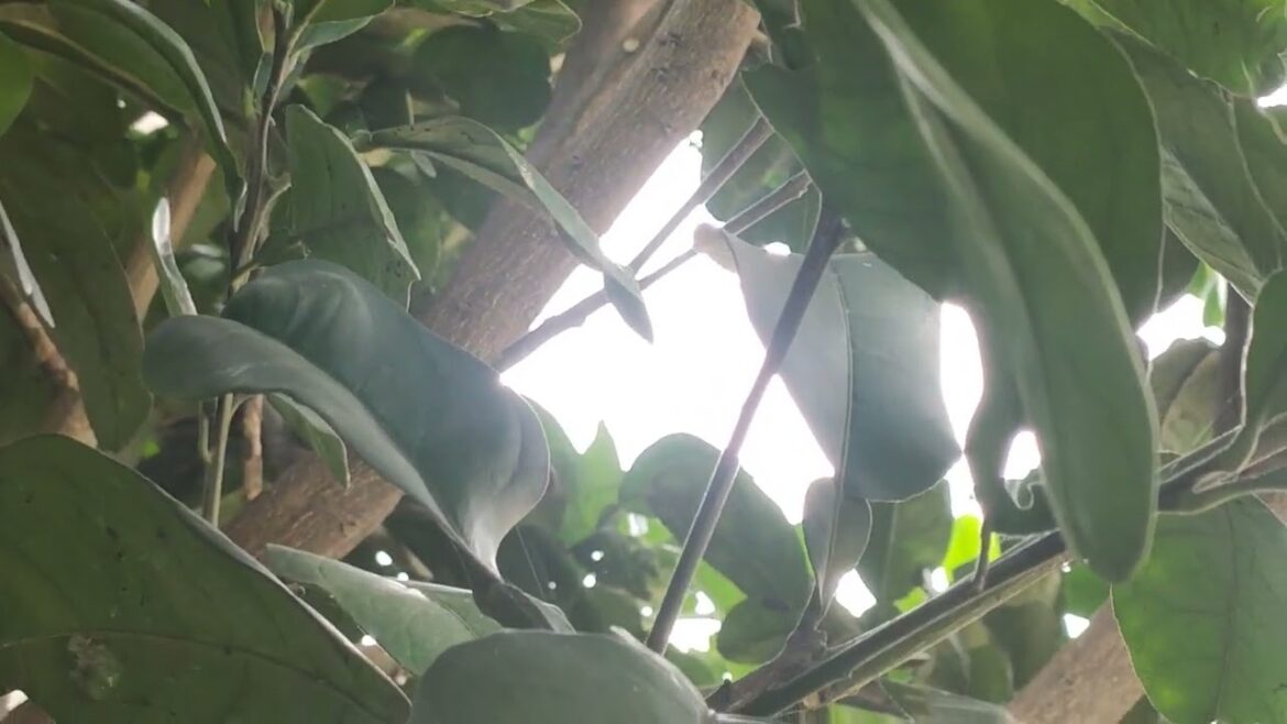 Indoor Gardening Tips: Bringing the Outdoors In