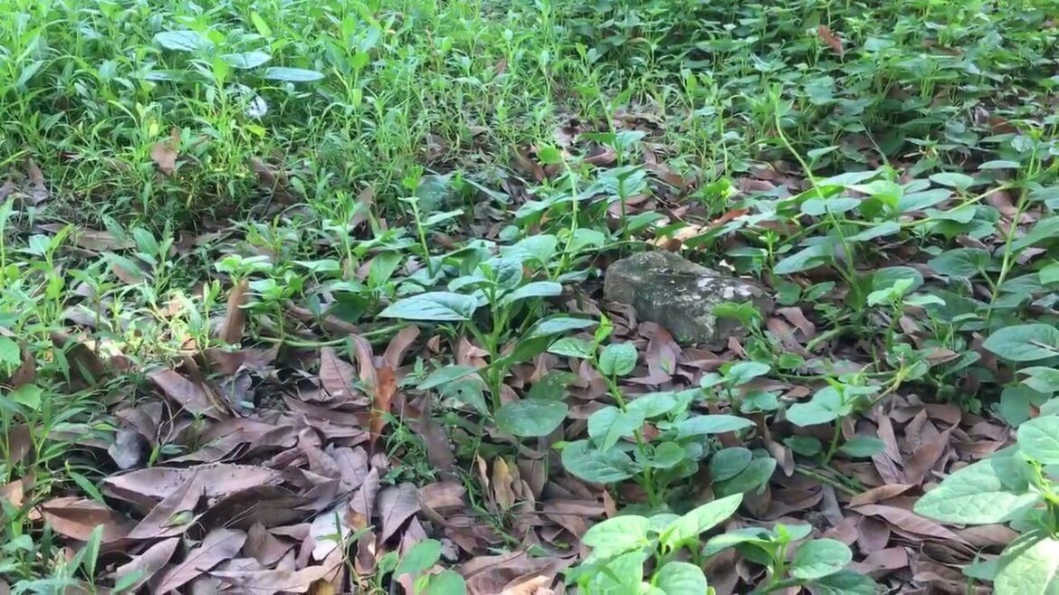 Gardening Therapy: The Healing Power of Nature