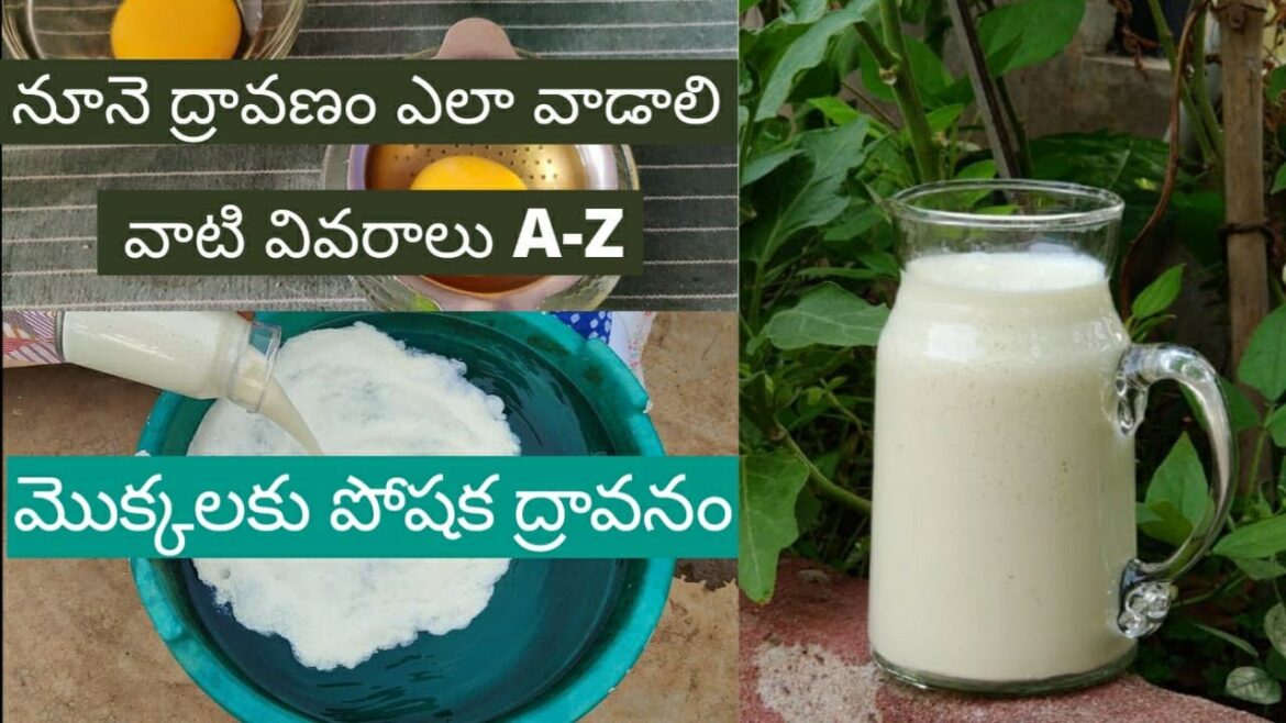 Organic Edible Oil Fertilizer/Pesticide నూనెలు కోడిగుడ్లతో మొక్కలకు పోషక ద్రావణం-Terrace Garden 🌳🌾🍀🌱 Organic Edible Oil Fertilizer/Pesticide నూనెలు కోడిగుడ్లతో మొక్కలకు పోషక ద్రావణం-Terrace Garden 🌳🌾🍀🌱