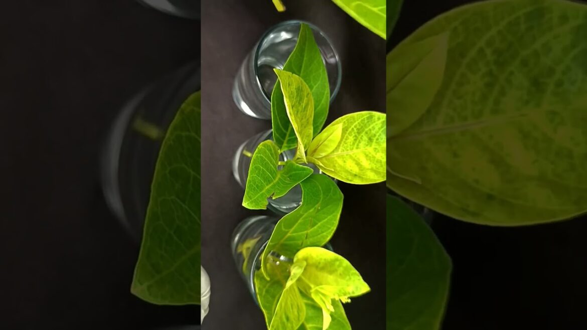 Propagation of Japanese jasmine (Pseuderanthemum carruthersii) in water #shots