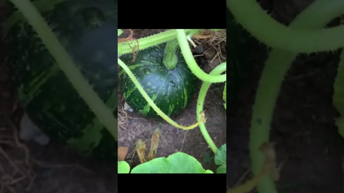 Backyard Garden #shorts #shortsfeed  #shortsbeta