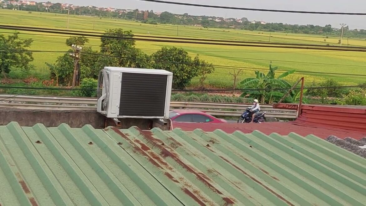 Urban Gardening Adventures: Blossoms in the City