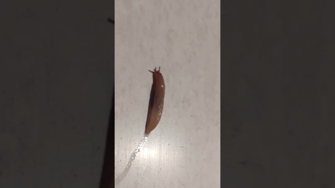 Slugs, Slugs EVERYWHERE In My Container Garden Slugs, Slugs EVERYWHERE In My Container Garden