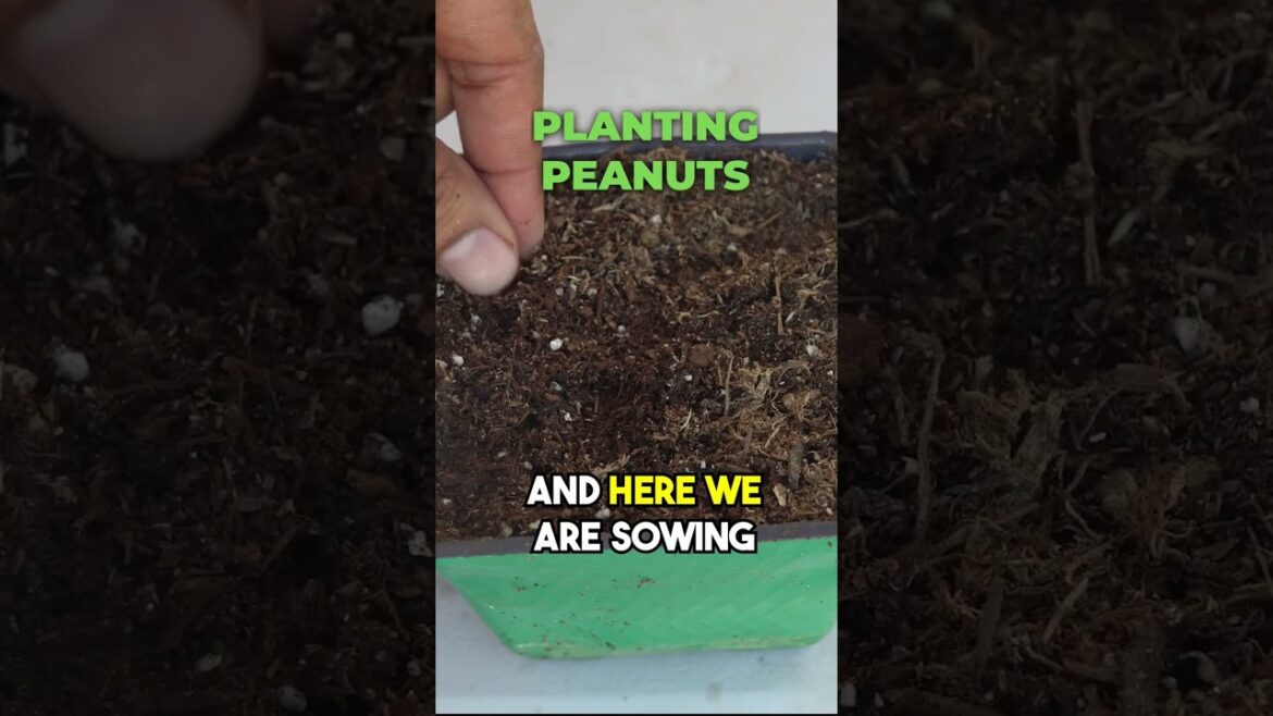 California Gardening: Quick Guide: Growing Peanuts (Part 1 of 2) | Shorts Quick Guide: Growing Peanuts (Part 1 of 2) | Shorts