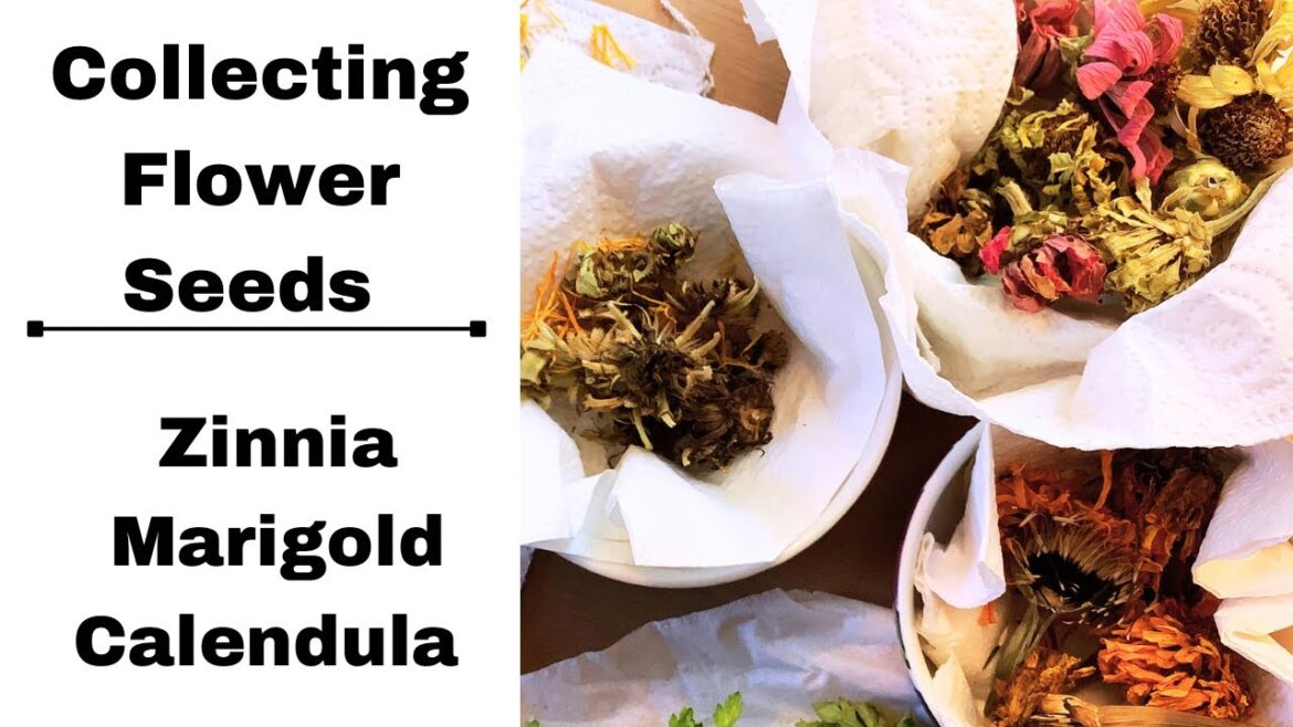 HOW TO COLLECT FLOWER SEEDS / ZINNIA, MARIGOLD, CALENDULA  / CONTAINER GARDENING/ NJ 6b