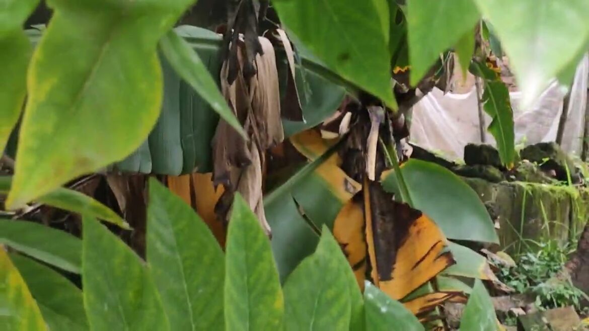 Secrets of Successful Home Gardening: Tips and Tricks