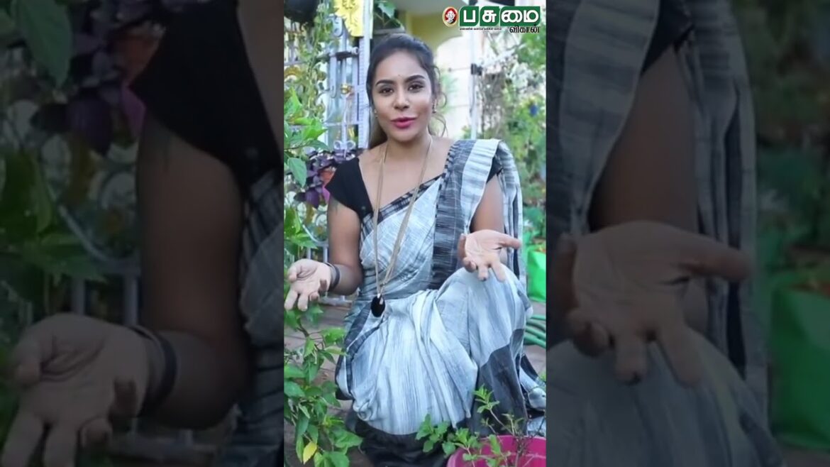 தயவு செஞ்சு நீங்க gardening start பண்ணுங்க | Actress sri reddy's Terrace Gardening Tips