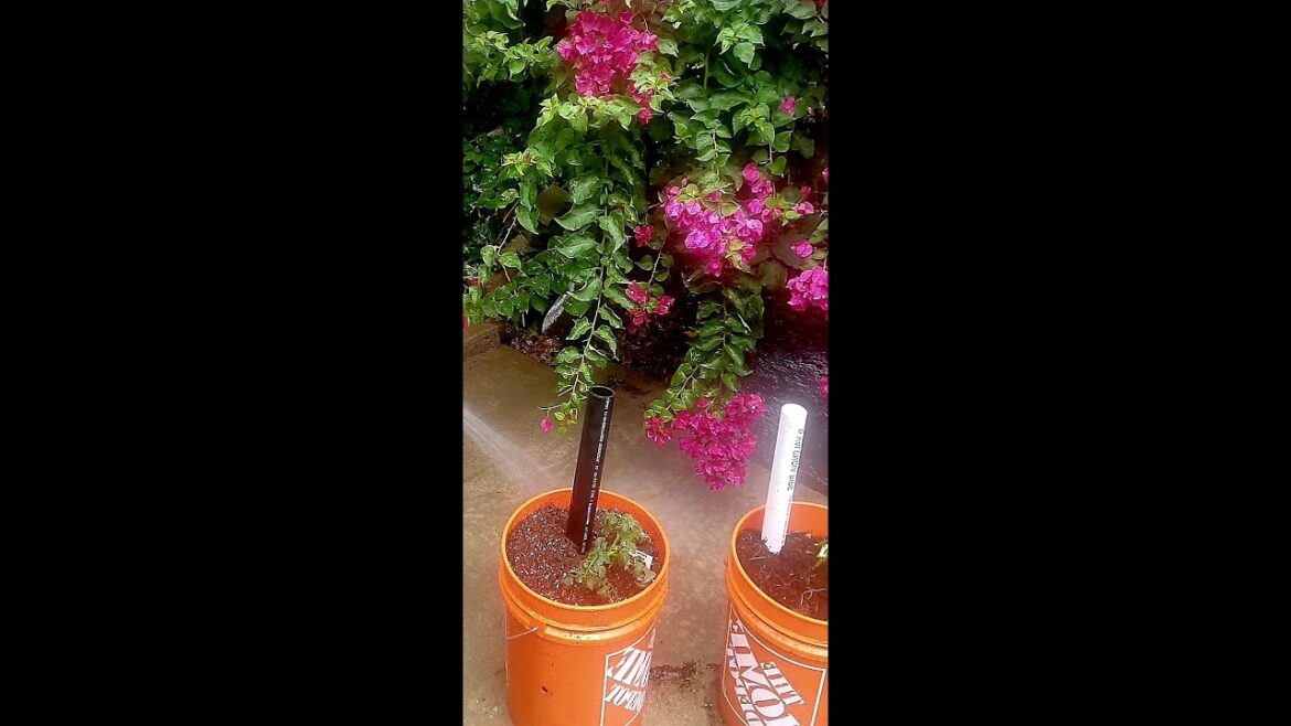 Cultivating Sustainability – DIY Self-Wicking Container Garden Cultivating Sustainability - DIY Self-Wicking Container Garden