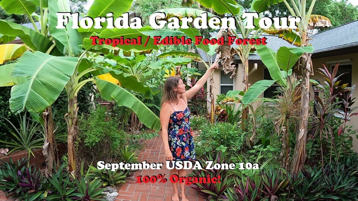 Florida Organic Edible / Tropical Garden Food Forest Tour | September Zone 10a