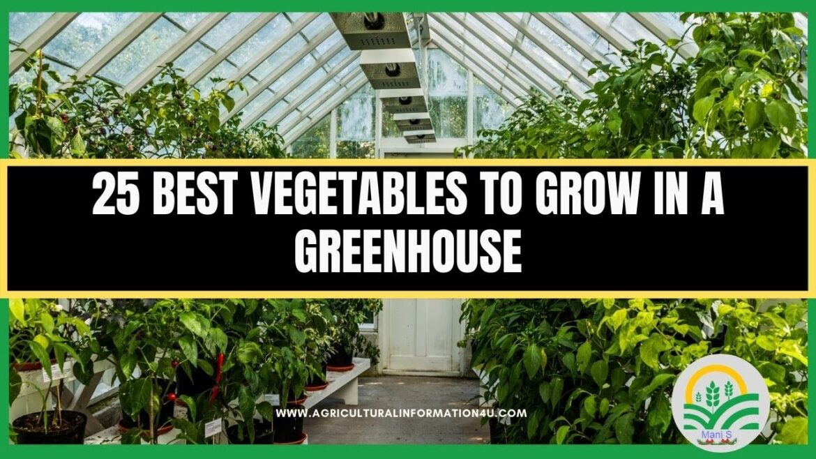 25 Best Vegetable to Grow in a Greenhouse | Greenhouse Vegetables | Greenhouse gardening 25 Best Vegetable to Grow in a Greenhouse | Greenhouse Vegetables | Greenhouse gardening